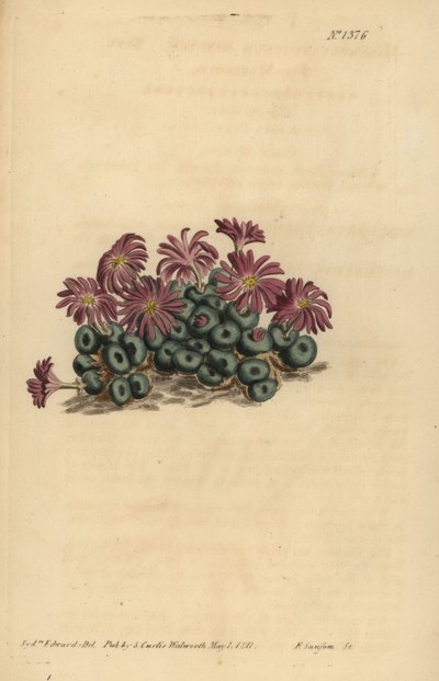 Conophytum minutum (Kleine vijg-marigold, Mesembryanthemum minutum) door Unbekannt