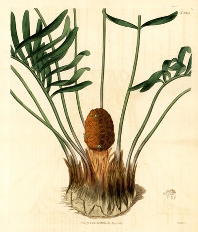 Coontie, Zamia pumila var. mannelijk. Handgekleurde kopergravure door Weddell uit Samuel Curtis
