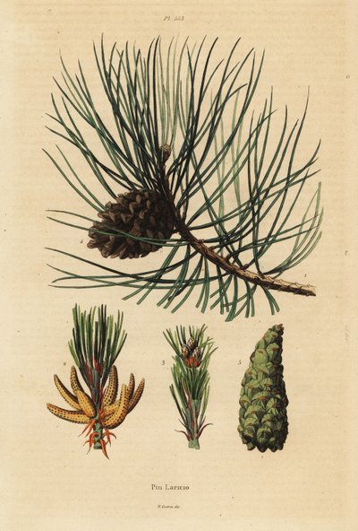 Corsicaanse den, Pinus nigra subsp door Unbekannt