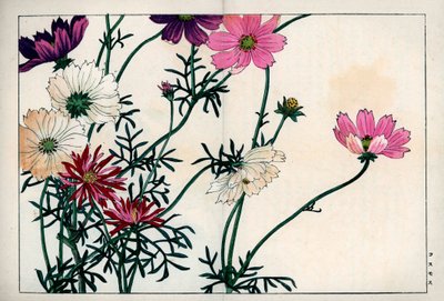 Cosmos soorten met verschillende kleuren van wit tot roze. Cosmos, Cosmos bipinnatus. Handgekleurde houtsnede uit Konan Tanigami