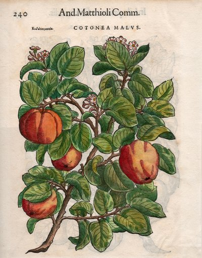 Cotonea Malvs. uit Pietro Andrea Mattioli
