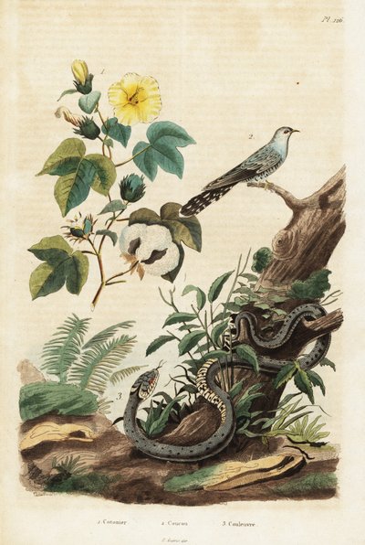 Katoen, koekoek en ringslang, 1834-1839 (gravure) door Unbekannter Künstler