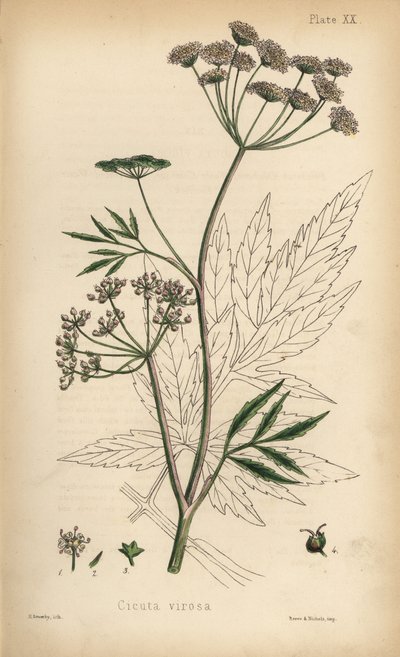 Waterscheerling of waterscheerling, Cicuta virosa. Handgekleurde lithografie door Henry Sowerby uit Edward Hamilton