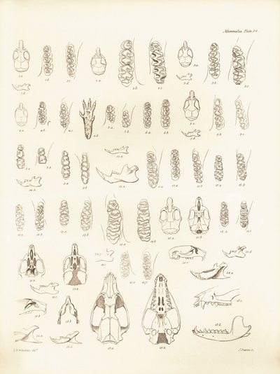 Kranen en tanden van verschillende soorten knaagdieren beschreven door Charles Darwin tijdens zijn ontdekkingsreis aan boord van de Beagle. Plaat uit The Zoology of the voyage of H.M.S. Beagle onder het bevel van kapitein Fitzroy tijdens de jaren 1832 tot  door Unbekannter Künstler