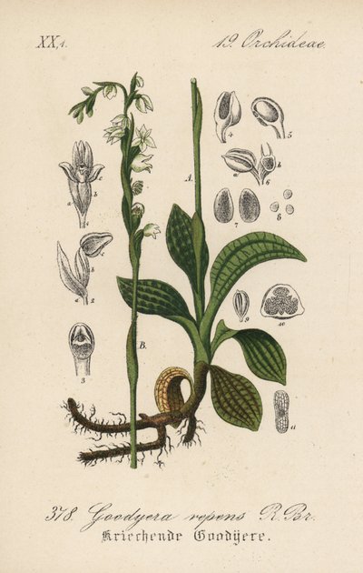 Kruipende Goodyere - Kruipende vrouwentranen, Goodyera repens. Handgekleurde lithografie uit Diederich von Schlechtendal