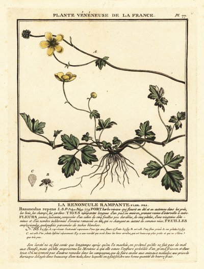 Kruipende boterbloem, Ranunculus repens door Unbekannter Künstler