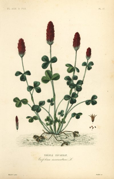 Inkarnaatklaver of Italiaanse klaver, Trifolium incarnatum door Unbekannt