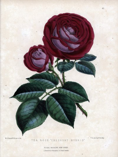 Karmozijnroze en paars. Hybride variëteit van de thee, gekweekt in kas, type Chinese roos. Lithografie door Worthington G.Smith (1835-1917), gepubliceerd in Floral Magazine door Unbekannter Künstler
