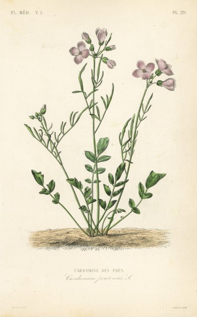 Pinksterbloem door Unbekannt