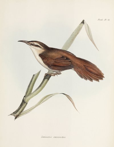 Kromsnavelrietvogel, Argentinië, ca. 1832-1836 door Unbekannter Künstler
