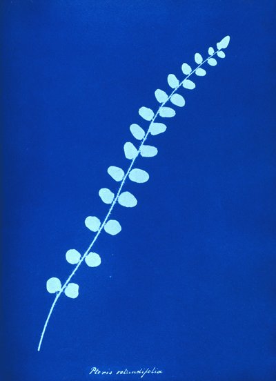 Cyanotype van Britse varen door Unbekannt