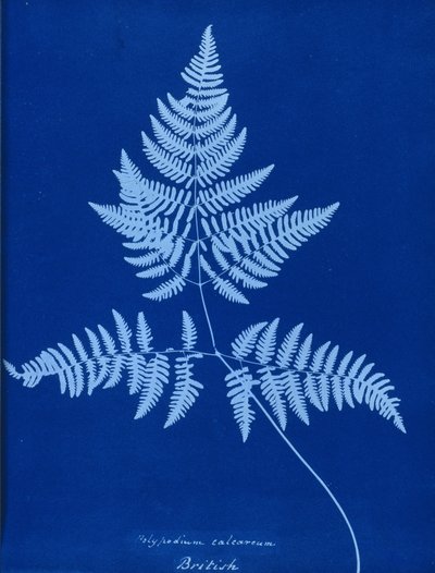 Cyanotype van Polypodium calcareum door Unbekannt