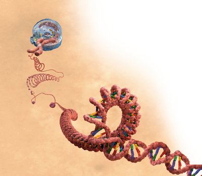 DNA inclusief dubbele helix, chromosoom, cel door Unbekannter Künstler