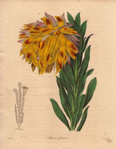 Dahlia variëteit, bolvormige liparia (Liparia sphaerica), heeft grote hangende bloem, oranje kleur, inheems in Kaapstad (Zuid-Afrika). Illustratie door R. Mills (actief 1836-1842), in The Botanist, serie door Benjamin Maund in vijf delen, gepubliceerd tuss door Unbekannter Künstler