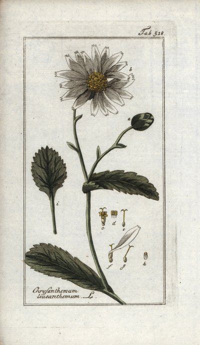 Madeliefje (Leucanthemum vulgare). Lithografie uit “Afbeelding der Artseny-Gewassen” door Johannes Zorn (1739-1799), Nederland door Unbekannter Künstler