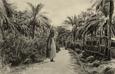 Dadelpalmen, Basra door Unbekannter Künstler