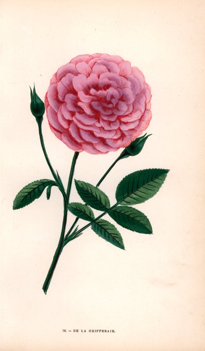De la Grifferaie roos, hybride van de Rosa multiflora, verscheen op de markt rond 1846. Chromolithografie getekend en gelithografeerd naar de natuur door F. Grobon uit Hippolyte Jamain en Eugene Forney