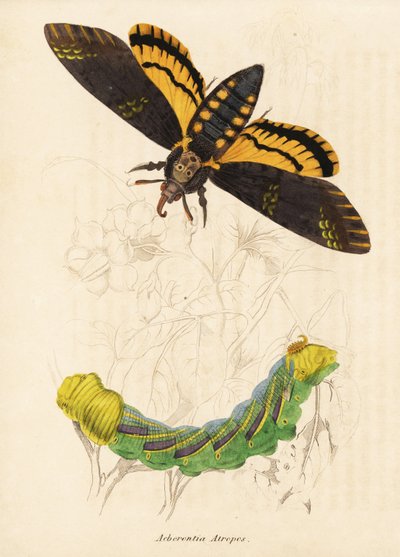 Doodshoofdvlinder, Acherontia atropos. Handgekleurde staalgravure uit Georg Friedrich Treitschke
