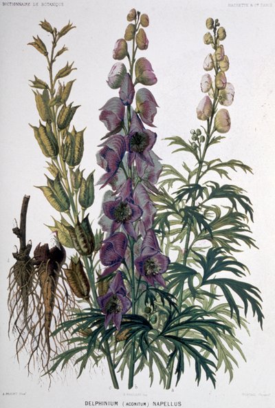 Delphinium Napellus door Unbekannter Künstler