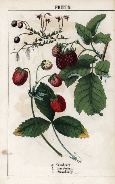 Beschrijving van bessen: vruchten van cranberry, framboos en aardbei. Chromolithografie in Recueil d
