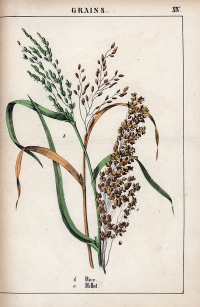 Beschrijving van graan: rijst en gierst. Chromolithografie in 