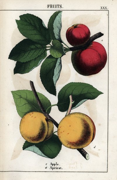 Beschrijving van fruit: rode appels en abrikozen. Chromolithografie in 