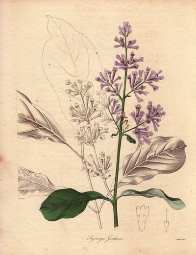 Beschrijving van de Hongaarse sering (Syringa josikaea), inheems in centraal en oostelijk Europa. Illustratie door Miss R. Mills (actief 1836-1842), in The Botanist, serie door Benjamin Maund in vijf delen, gepubliceerd tussen 1836 en 1842. Dit werk is ber door Unbekannter Künstler
