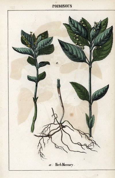 Beschrijving van de jaarlijkse mercuriale, plant bloemen, vruchten en wortels. door Unbekannter Künstler