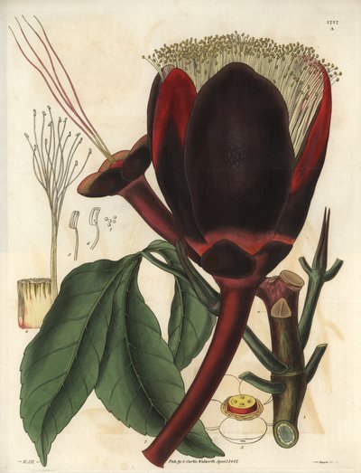 Beschrijving van de grote donkerbruine bloem van een pecanboomplant, die eetbare noten produceert, pecannoten. Plant afkomstig uit Zuid-Amerika. Illustratie door Wiliam Jackson Hooker, Britse botanicus en schrijver, professor aan de Universiteit van Glas door Unbekannter Künstler