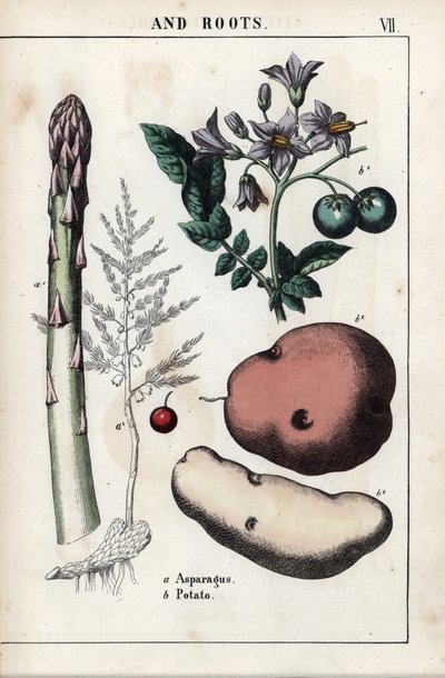 Beschrijving bord: groene asperges en aardappel. Chromolithografie in 