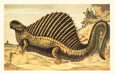 Dimetrodon limbatus met zijn kenmerkende neurale ruggengraatzeil door Unbekannter Künstler