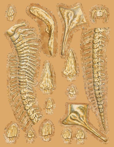 Dinosaurusbots op gekleurde achtergrond, close-up door Unbekannt