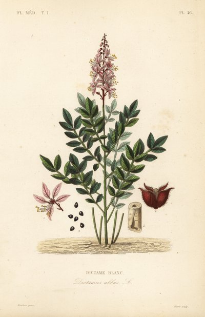 Vuurwerkplant, Dictamnus albus, Dictame blanc door Unbekannt