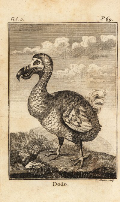 Dodo, Raphus cucullatus, uitgestorven vogel door Unbekannt