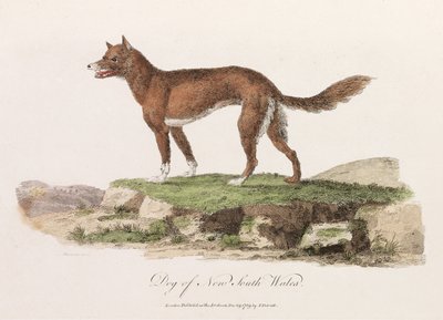 Hond van Nieuw-Zuid-Wales door Unbekannter Künstler