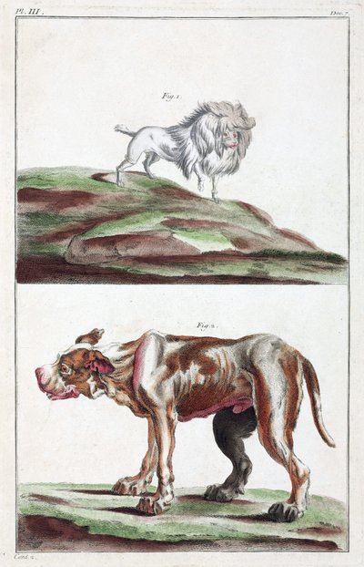Honden door Unbekannt
