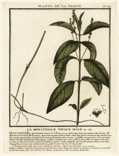 Hondskruid, Mercurialis perennis door Unbekannter Künstler