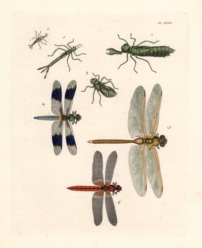 Larvale vormen van libellen 1,2,3, gewone witstaartlibel, Libellula lydia 4, groene darner, Anax junius 5, en scharlaken skimmer of karmozijnrode darter, Crocothemis servilia 6. Handgekleurde lithografie uit John O. Westwood