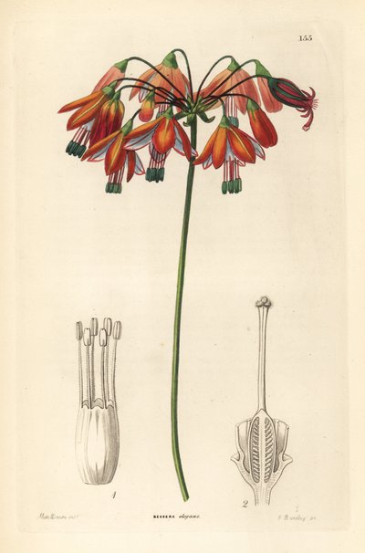 Druppel koraal of koraal uit Mexico - Koraaldruppels of elegante bessera, Bessera elegans. Handgekleurde kopergravure door G. Barclay naar Miss Sarah Drake uit John Lindley en Robert Sweet
