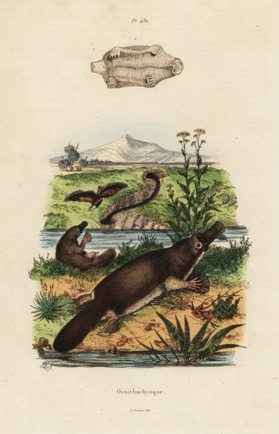 Vogelbekdier, Ornithorhynchus anatinus door Unbekannt