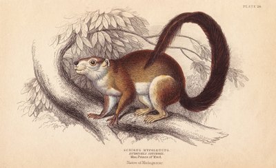 Duvaucels eekhoorn. Handgekleurde staalgravure door Lizars naar een illustratie van Charles Hamilton Smith uit William Jardine