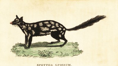 Oostelijke quoll, Dasyurus viverrinus door Unbekannter Künstler