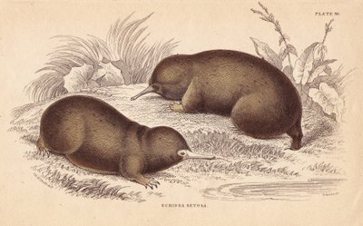 Echidna of stekelige miereneter. Handgekleurde staalgravure door Lizars naar een illustratie van Charles Hamilton Smith uit William Jardine