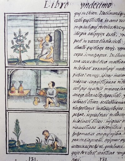 Eetbare planten, pagina uit Boek XI van de Florentijnse Codex, tweetalige versie in Spaans en Nahuatl, Algemene Geschiedenis van de Dingen van Nieuw-Spanje, door de Spaanse missionaris Fray Bernardino de Sahagun (1499-1590). Azteekse beschaving door William M. Timlin