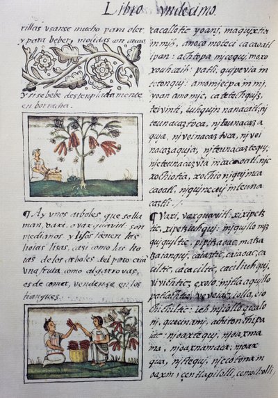 Eetbare planten, rode bonen, pagina uit Boek XI van de Florentijnse Codex, tweetalige versie in Spaans en Nahuatl, Algemene Geschiedenis van de Dingen van Nieuw-Spanje, door de Spaanse missionaris Fray Bernardino de Sahagun (1499-1590). Azteekse beschaving door William M. Timlin