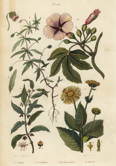 Alant, Inula helenium, groene viooltje, Hybanthus species Ionidium polygalifolium, ipecacuanha, Carapichea ipecacuanha, en ochtendglorie, Ipomoea insignis door Unbekannt