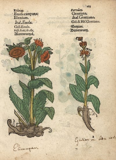 Alant, Inula helenium, en gentiaan soorten door Unbekannter Künstler