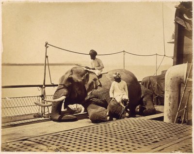 Olifant op het dek van een schip, Penang, Malaya door Unbekannt