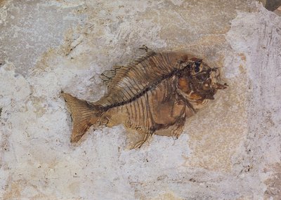 Ephippus oblongus (visfossiel) gevonden bij Monte Bolca, nabij Verona, Italië, Eoceen Periode (fossiel) door Unbekannt