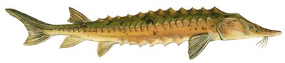 Gele steur - Meersteur (Acipenser fulvescens) door Unbekannter Künstler